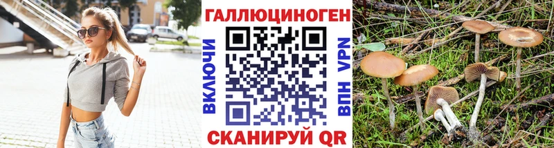 где можно купить наркотик  Городец  Псилоцибиновые грибы Psilocybe 